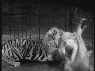 호랑이와 사자가 싸우면?.gif | 인스티즈