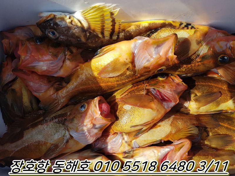 동해호 이미지