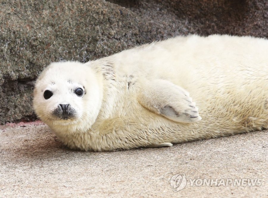  백령도에서 서식하는 희귀동물 | 인스티즈