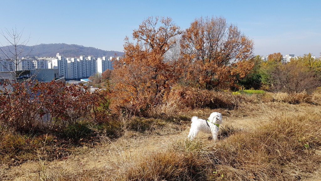 강산카센타 이미지