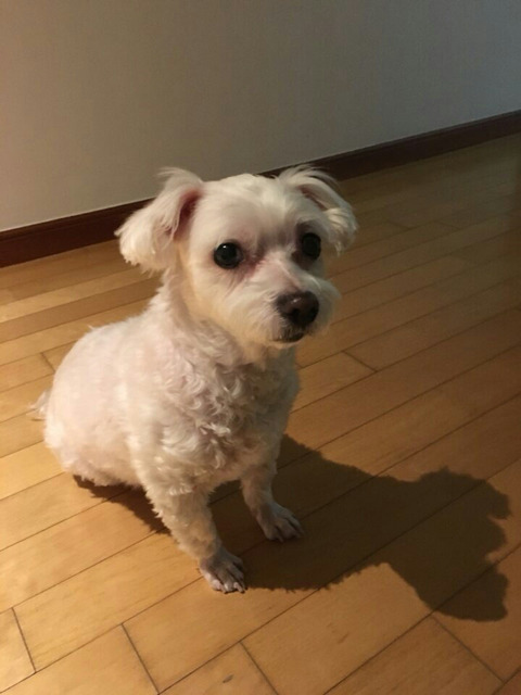 우리애 말티즈인데 아빠가 절미보고 사진 잘찍었다고 나 칭찬함ㅋㅋ | 인스티즈