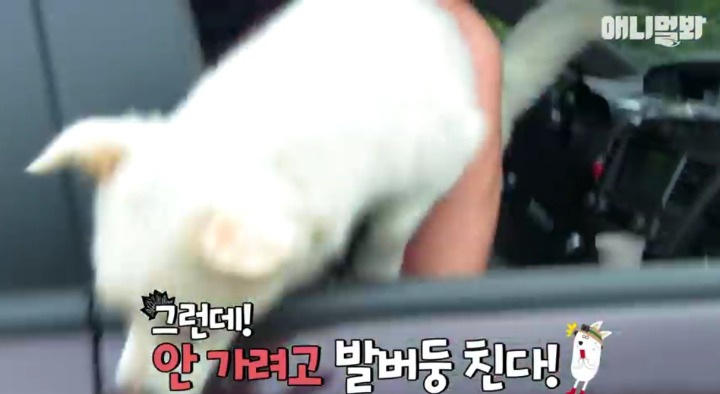 키워키우라고 vs 절대 안키울거라는 아저씨 | 인스티즈