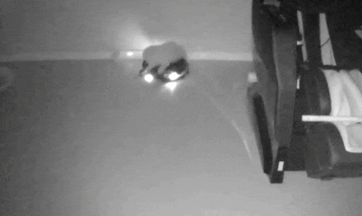 혼자 있는 강아지 걱정에 cctv 달았는데..gif | 인스티즈