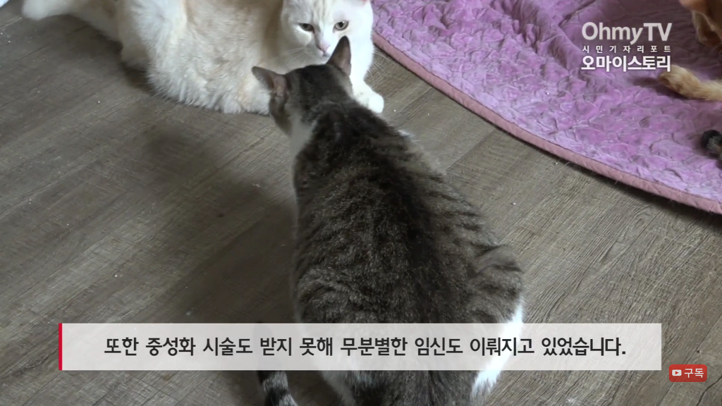 마산 애니멀 호더에게서 구조한 50여마리의 고양이들에게 손길을 내밀어주세요! 곧 쉼터가 폐쇄되어 아이들이 갈 곳이 없습니다 | 인스티즈