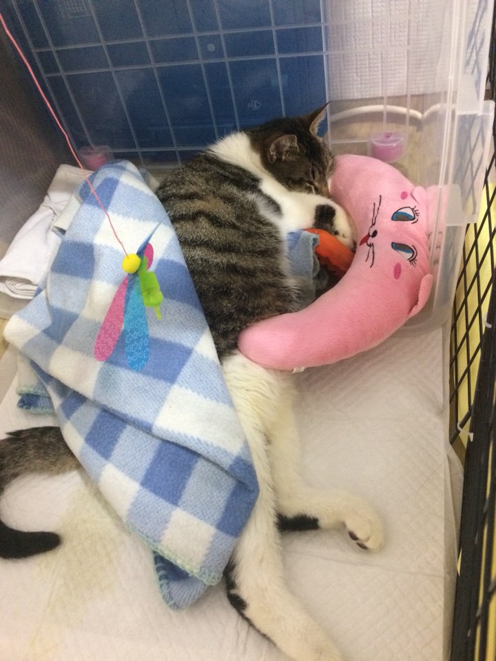 박스안에서 버려진채 떨고있던 고양이 쿠키를 도와주세요! +따뜻한 가족이되어줄 입양처를 찾습니다! | 인스티즈