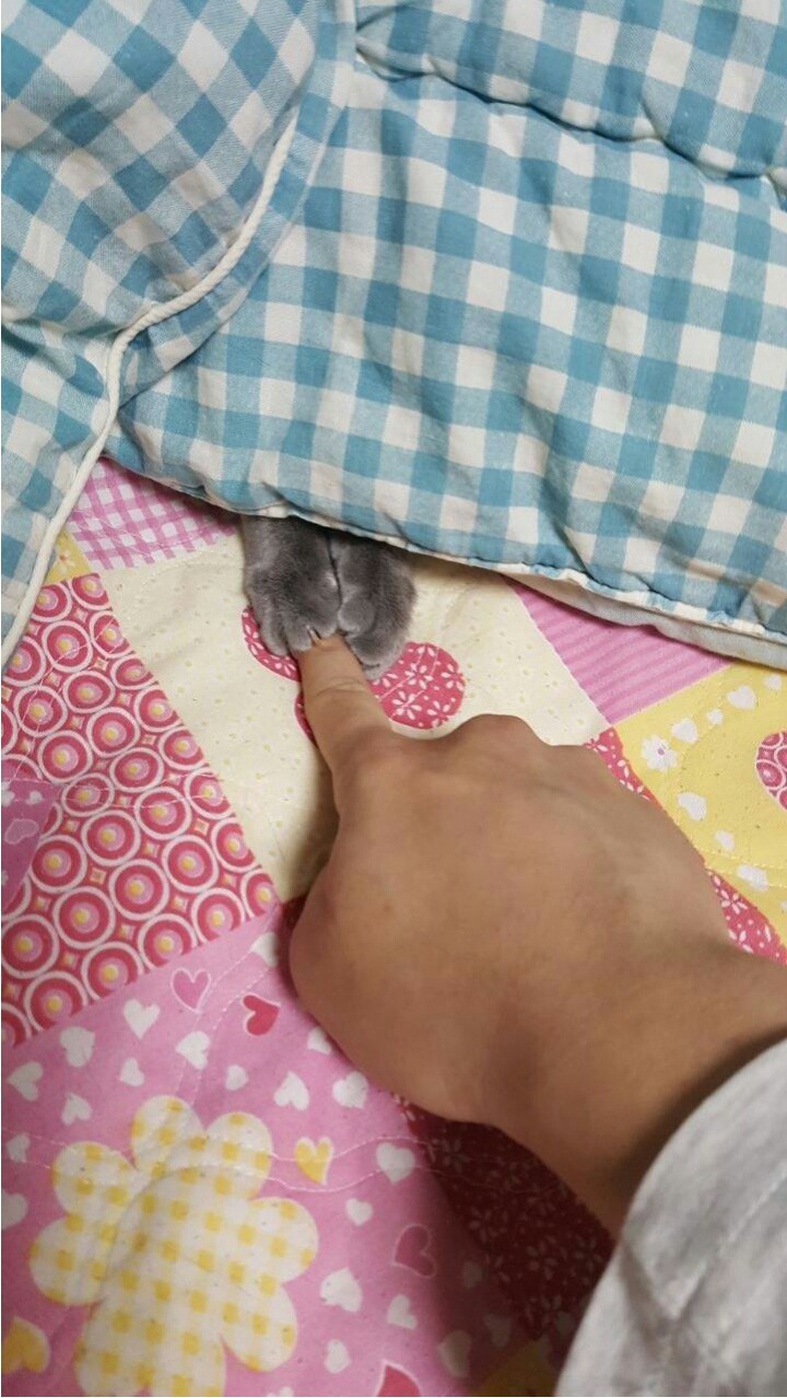 고양이 발을 손가락으로 눌러보았다.jpg | 인스티즈