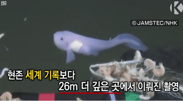 수심 8178m에서 심해어 촬영 성공한 일본.JPG | 인스티즈