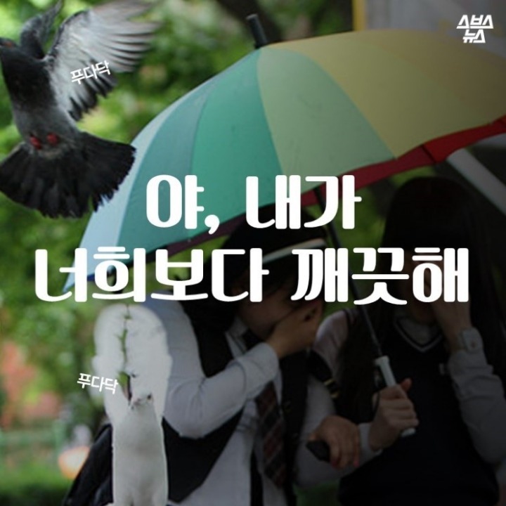 데려온 것도 인간이고 유해동물 취급도 인간이 하네-비둘기는 억울하다 | 인스티즈