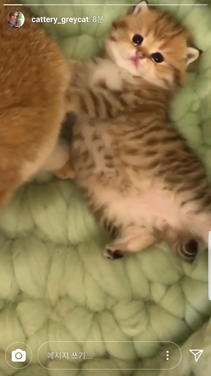 국내에는 거의 없다는 고양이 종류 | 인스티즈