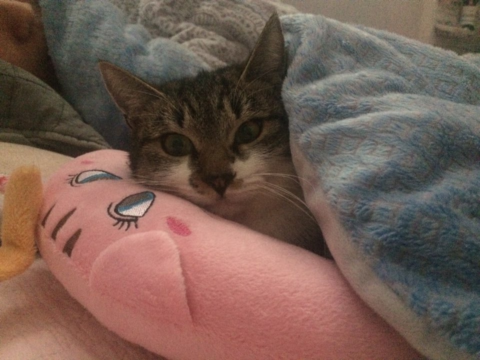 박스안에서 버려진채 떨고있던 고양이 쿠키를 도와주세요! +따뜻한 가족이되어줄 입양처를 찾습니다! | 인스티즈
