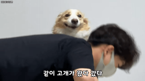 보더콜리 키우는사람이 집에서 운동 못하는이유.gif | 인스티즈