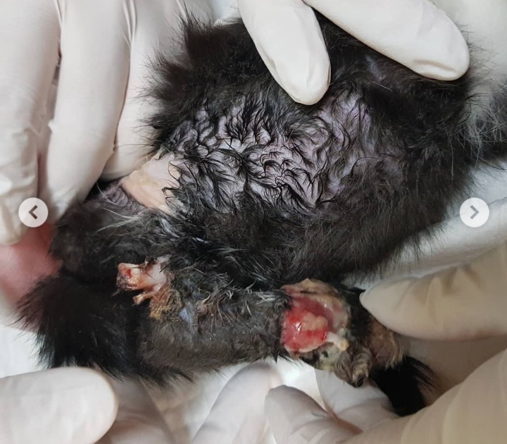 사람이 놓은 덫에 걸려 뼈가 드러난 까망이를 도와주세요😿(사진주의) | 인스티즈