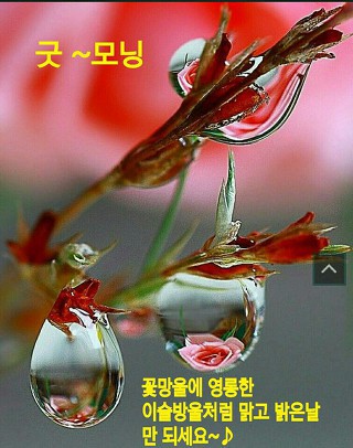 시골집닭한마리 이미지