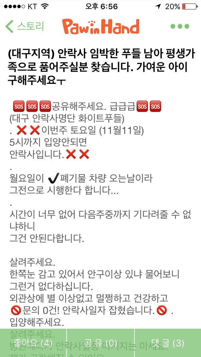 안락사임박(모레)푸들남아 평생가족찾습니다(대구) | 인스티즈