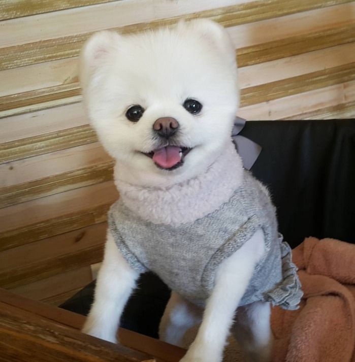 까불다 혼나는 냥이 | 인스티즈