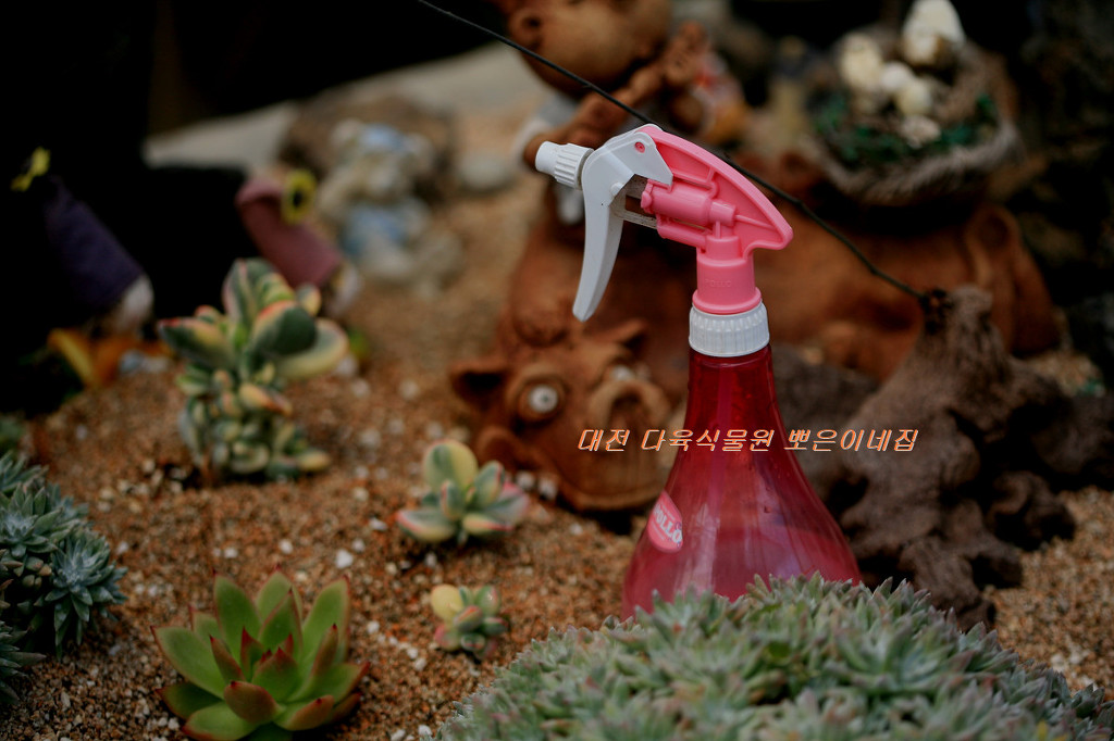 전원다육 이미지