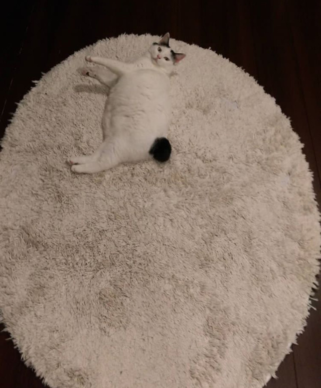 궁디가 까만 고양이 | 인스티즈