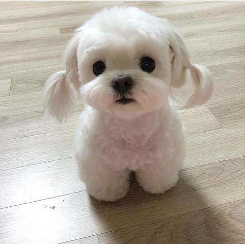 저 머리 묶은게 이뻐요, 아님 푸른게 이뻐요ㅠㅠ?? | 인스티즈