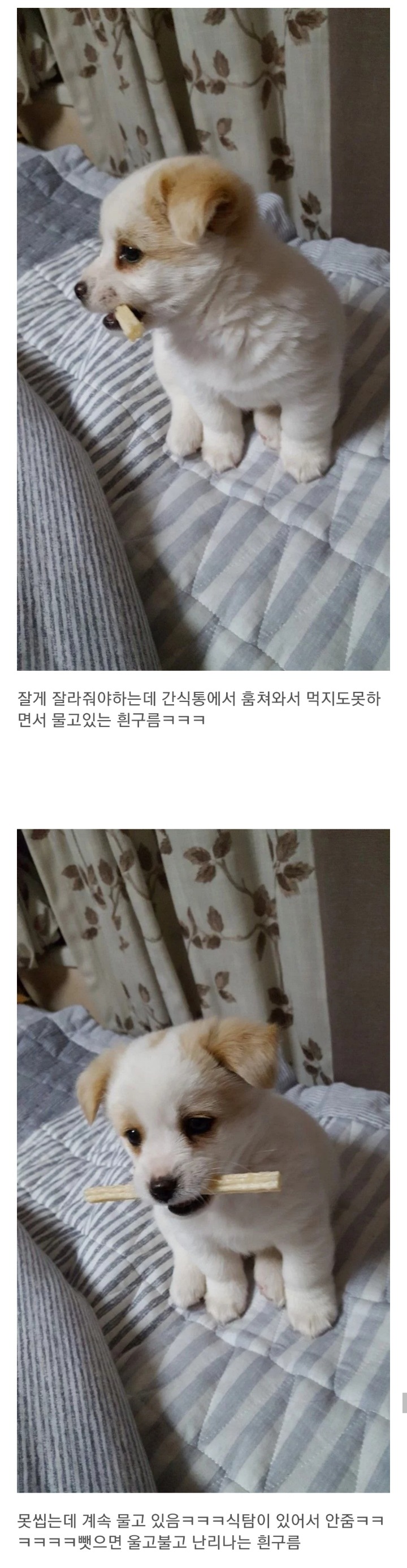 동생이 전주시 식당에서 강아지를 데려왔어요 | 인스티즈