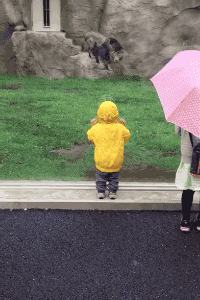 맹수의 본능.gif | 인스티즈