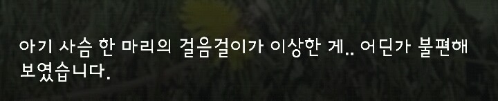 다리 다친 아기사슴을 구해주면 생기는 일 | 인스티즈