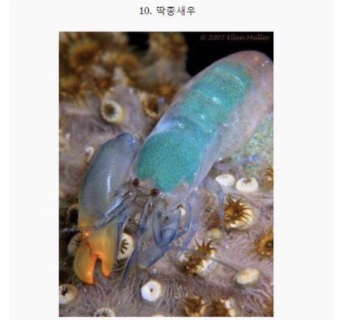 보기보다 훨씬 더 위험한 생물들 (혐오주의) | 인스티즈