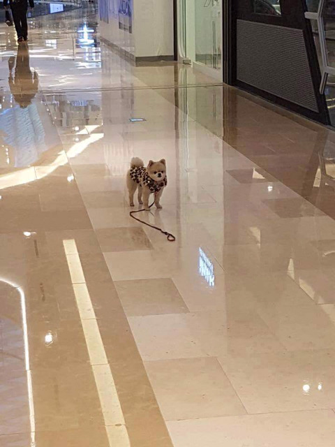 주인새끼가 자기 친구 보더니 목줄 놓고 보러갔다.jpg | 인스티즈