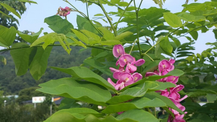 분홍꽃차 이미지