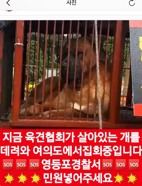 집회 도구로 개를 끌고 다니는 육견협회 좀 막아줘 (도로에 드러누워서 12시까지 시위할거래 그동안 개들은 학대당해야돼 개들 화형하려고 시도한적도 있대)🚨 | 인스티즈