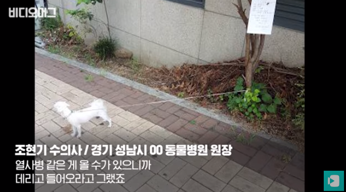 폭염 속 버려진 똘똘이가 모니로 개명한 사연 | 인스티즈