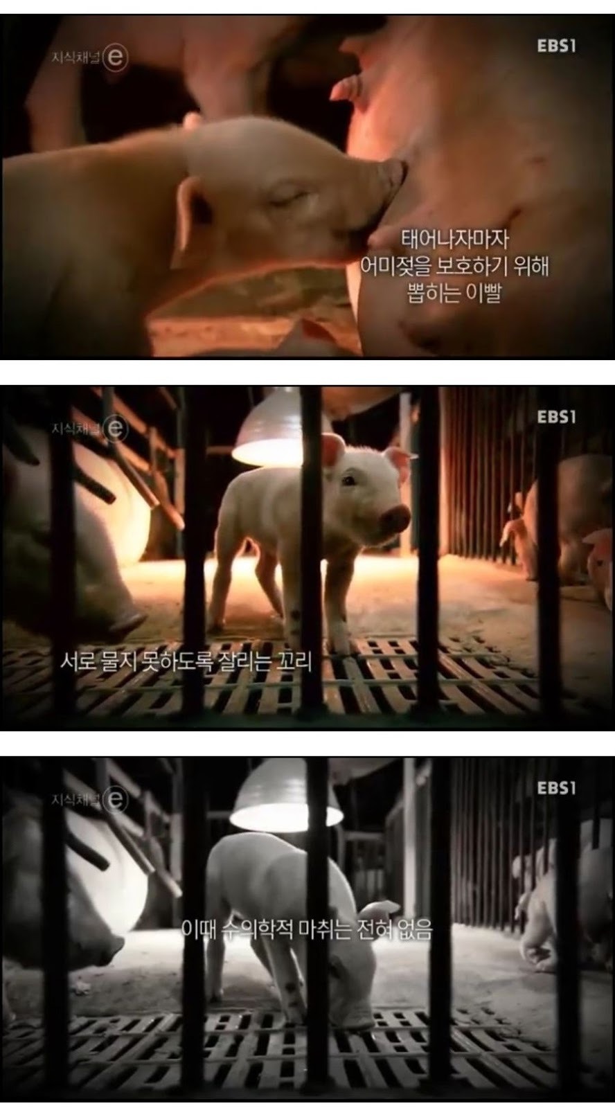 돼지에 대한 편견과 오해.jpg | 인스티즈