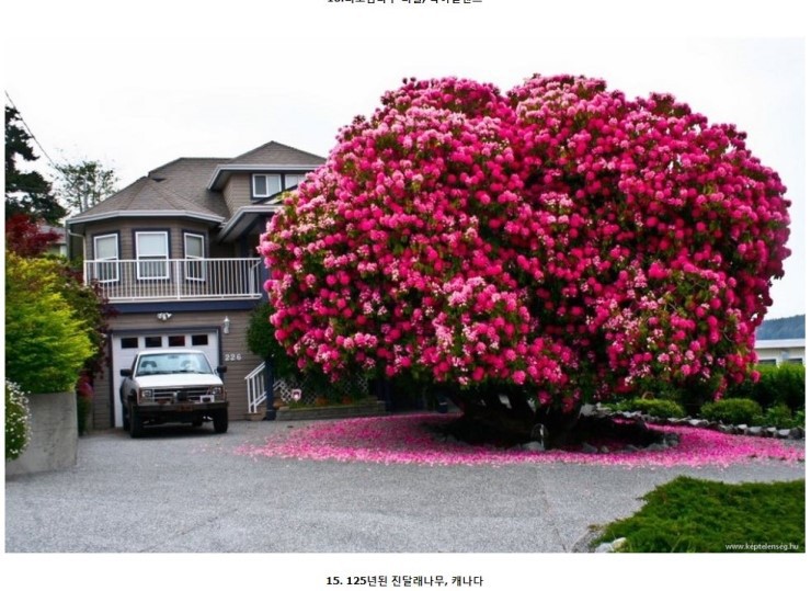 세계에서 가장 아름다운 나무들 | 인스티즈