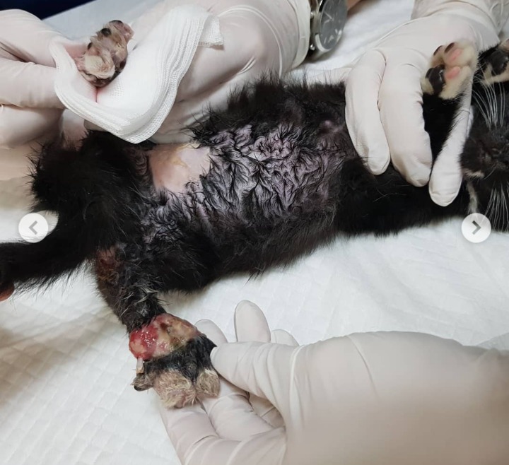 사람이 놓은 덫에 걸려 뼈가 드러난 까망이를 도와주세요😿(사진주의) | 인스티즈