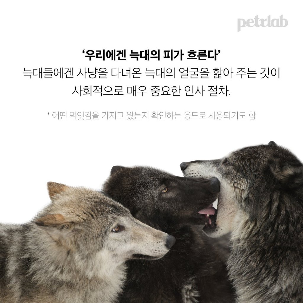 멍뭉이는 왜 당신을 반겨줄까? | 인스티즈