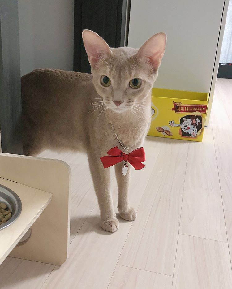 오늘자 고양이 생일파티 해준 전효성 ㅋㅋㅋㅋㅋㅋㅋㅋㅋ | 인스티즈