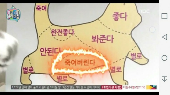 고양이 만지는 부위별 반응 | 인스티즈