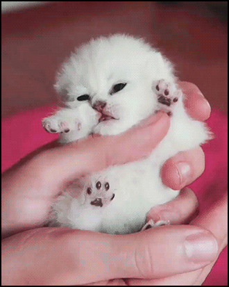 아기 고양이 | 인스티즈
