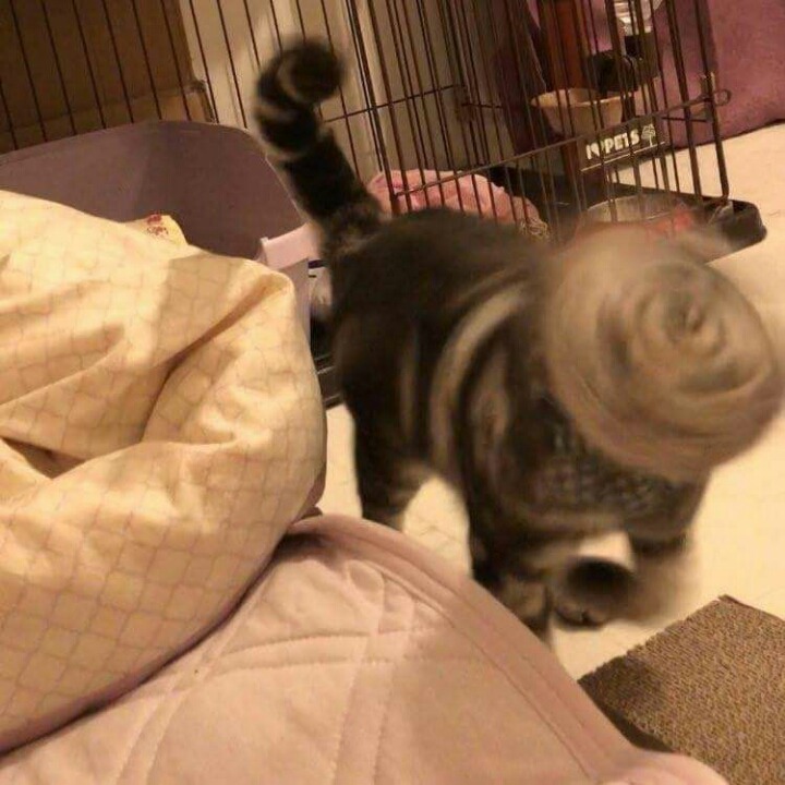 망한 고양이 사진대회 | 인스티즈