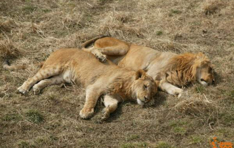아파트에서 이 동물들 은근히 많이 보임 | 인스티즈
