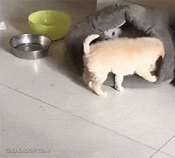 개집 뺏어놓고 강아지 줘패는 고양이.gif | 인스티즈