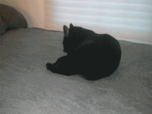 [데이터주의] 동물 움짤 .GIF | 인스티즈
