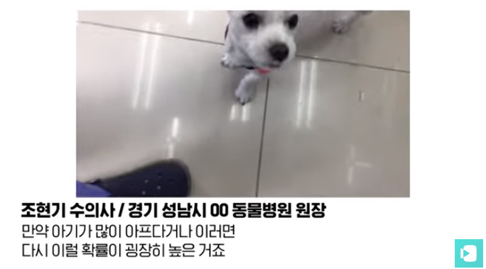 폭염 속 버려진 똘똘이가 모니로 개명한 사연 | 인스티즈