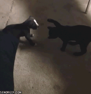 한박자 느린 댕댕이 .gif | 인스티즈