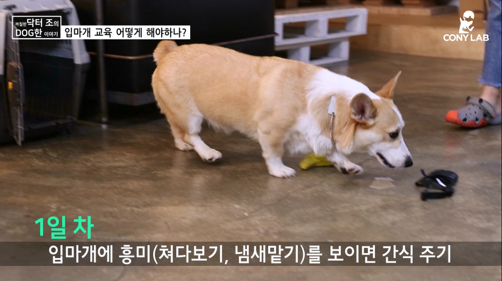 [영상] 강아지에게 거부감 안들게 입마개 교육하는 법! | 인스티즈