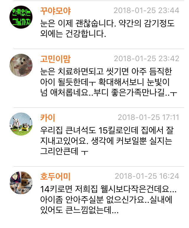 입양이 다 취소되어 갈 곳이 없어진 믹스아가에요 | 인스티즈