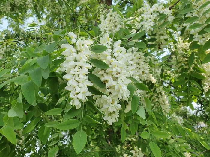 99F4E1495CDB5798316DEB