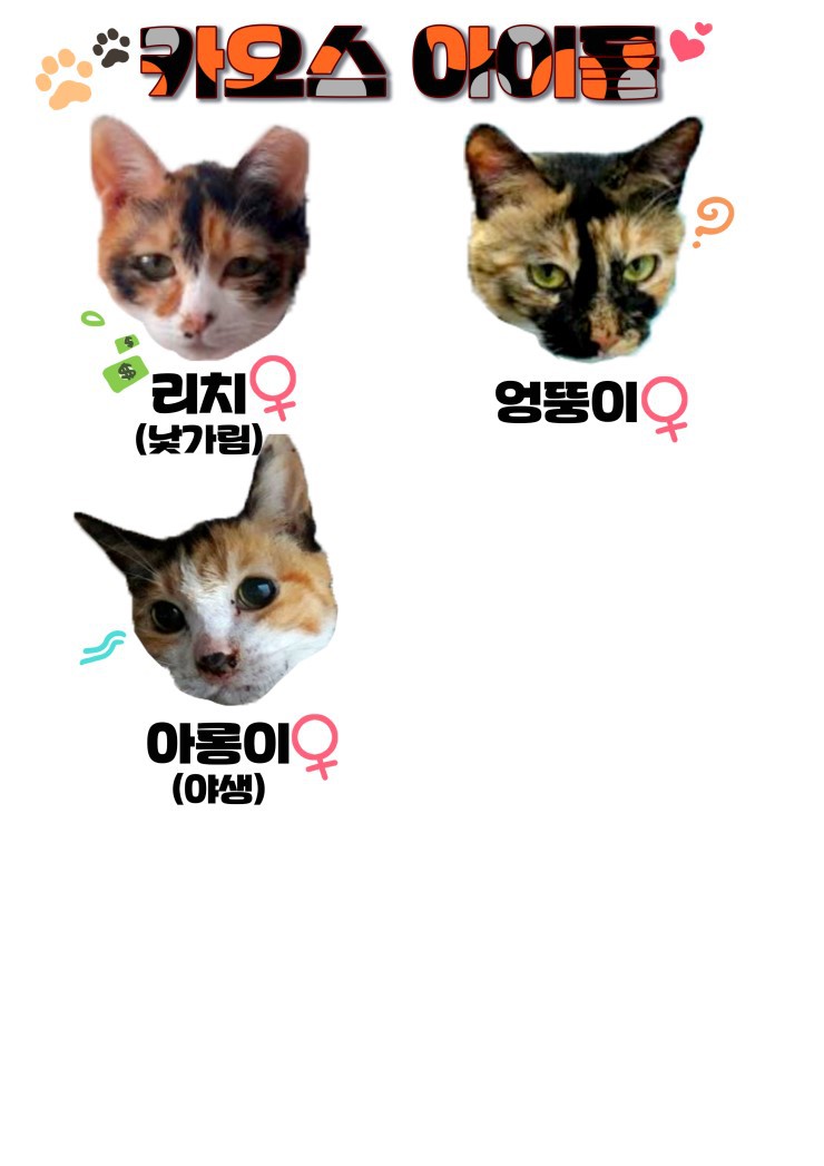 마산의 애니멀호더에게서 구조한 60여마리의 고양이를 도와주세요! 한달 뒤 쉼터가 폐쇄되어 갈 곳이 없습니다.. | 인스티즈