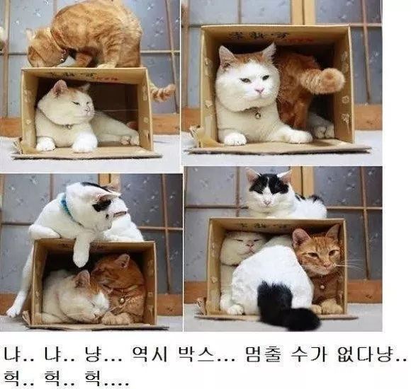 고양이과 동물의 공통점 | 인스티즈