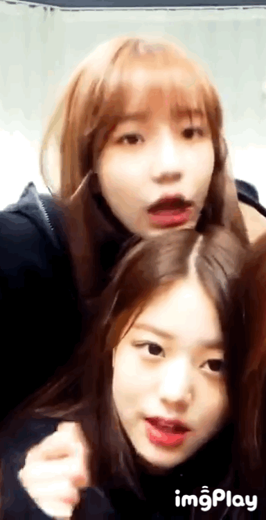 아이즈원) 이갈이 하는 강아지.gif | 인스티즈