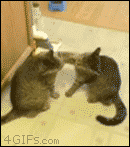 어이없어서 피식하게되는 개고양이들.gif | 인스티즈